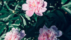 How to Pick the Perfect Bouquet (Without Overthinking It)