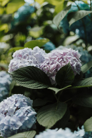 Blue hydrangea bush