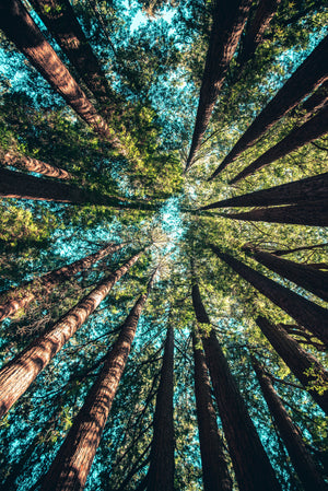 Earth day, looking up from forest floor