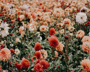 field of orange dahlias