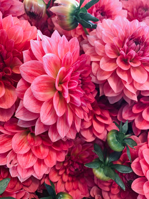 Should you gift your florist friend flowers? The answer might suprise you.