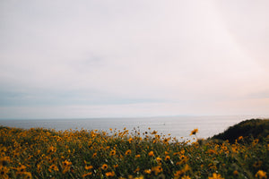 field with orange flowers overlooking the ocean