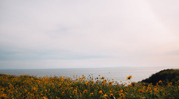 field with orange flowers overlooking the ocean