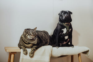 Pet-Friendly Blooms: A Guide to Toxic and Non-Toxic Flowers for Cats and Dogs
