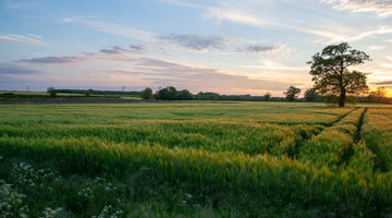 view of a green farm field at dusk