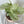 Load image into Gallery viewer, Arrowhead Plant
