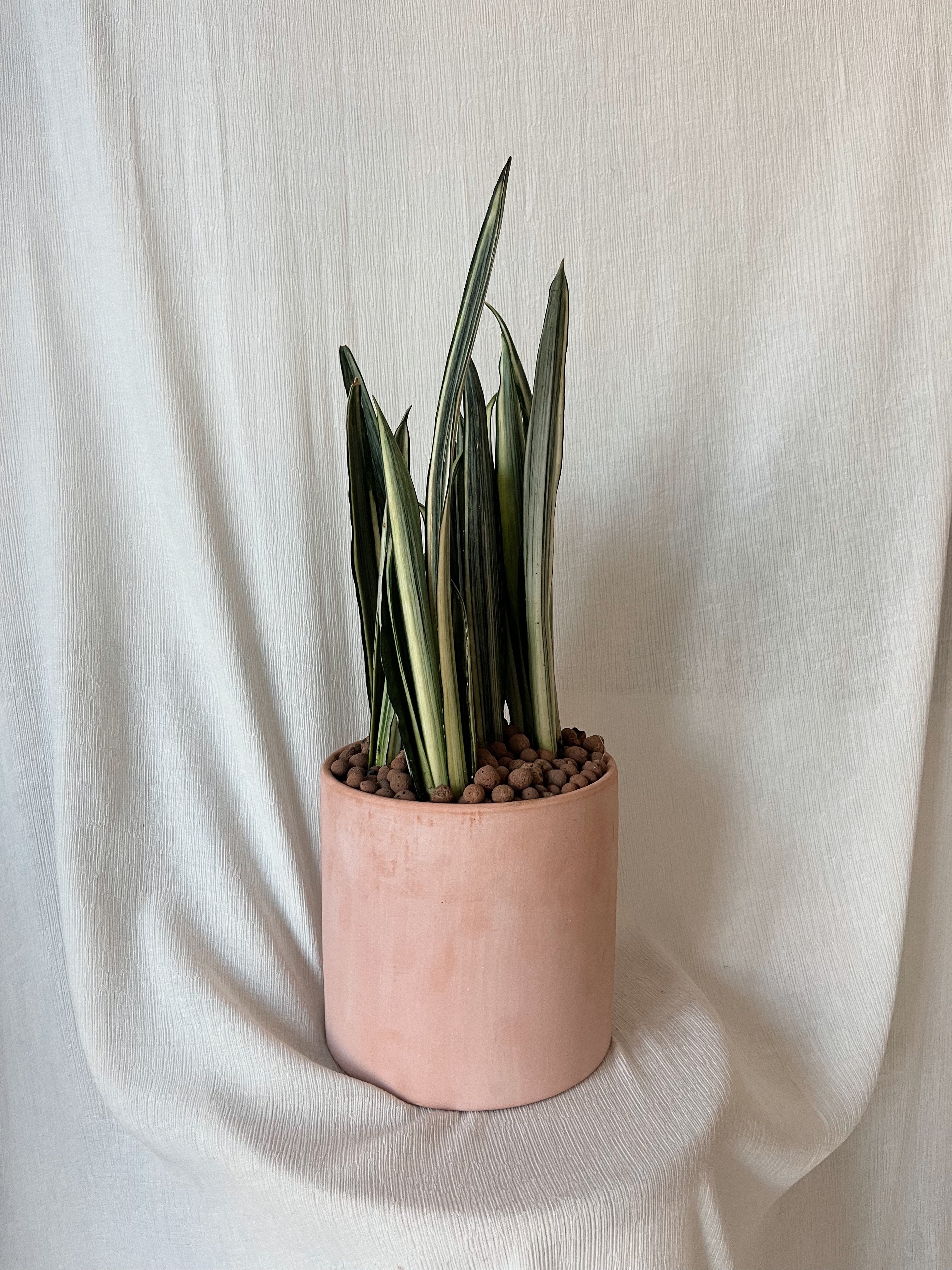 snake plant vancouver Snake Plant – Our Little Flower Company