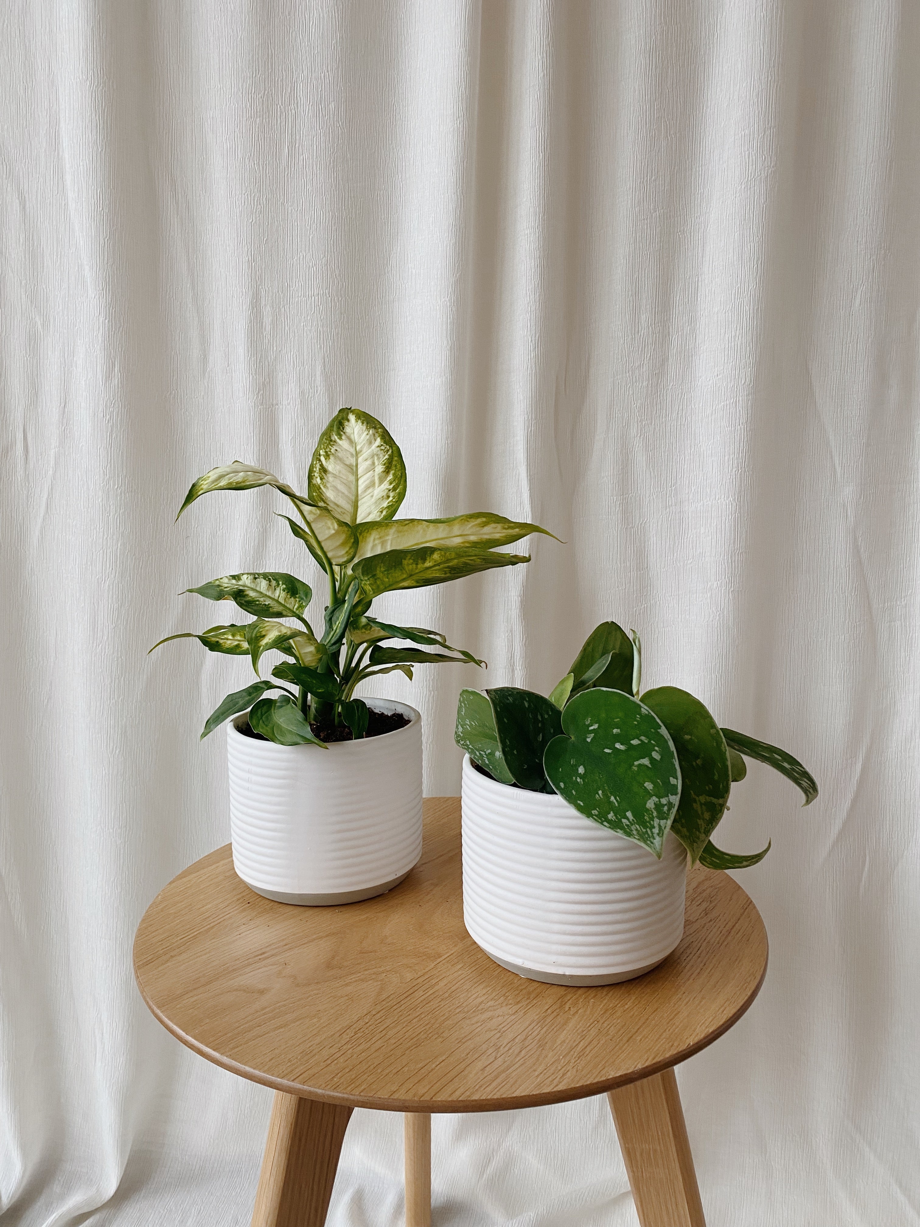 indoor plants vancouver bc Small Potted Plant – Our Little Flower Company