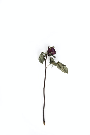 Dried single red rose on white background