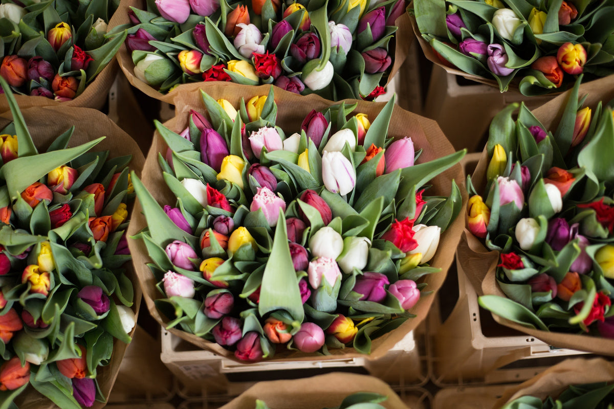 From Amsterdam to Vancouver: How Dutch Flower Auction Model Revolution ...