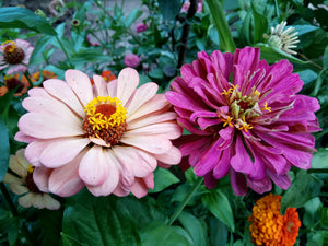 What’s In Season (No, It’s Not Peonies)