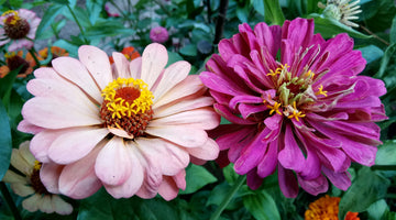 What’s In Season (No, It’s Not Peonies)