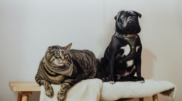 Pet-Friendly Blooms: A Guide to Toxic and Non-Toxic Flowers for Cats and Dogs
