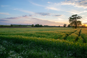 view of a green farm field at dusk
