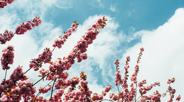 cherry blossom tree and blue sky