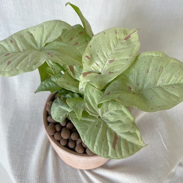 Arrowhead Plant