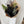 Load image into Gallery viewer, Black rose Dozen by Vancouver Florist
