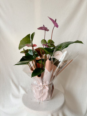 Potted Plant Gift Delivery Vancouver, Delta, Surrey. Anthurium plant in wrapped paper