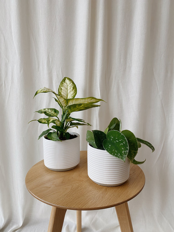 Small Tropical Plant in white pot