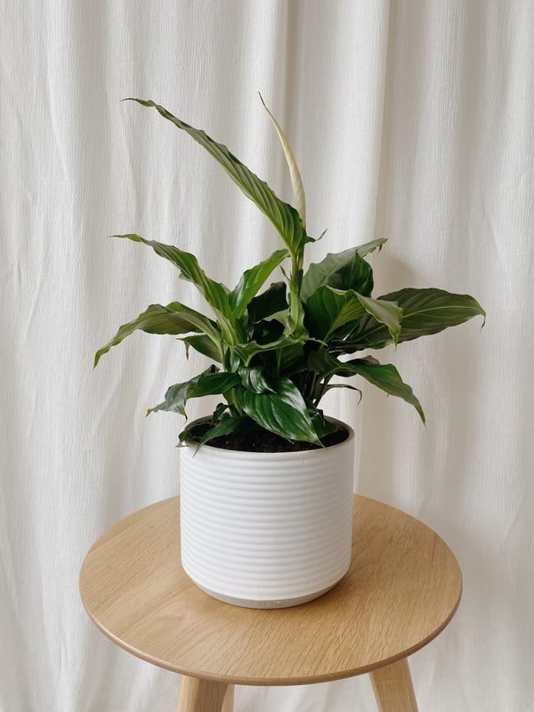 Green tropical peace lily plant in white pot