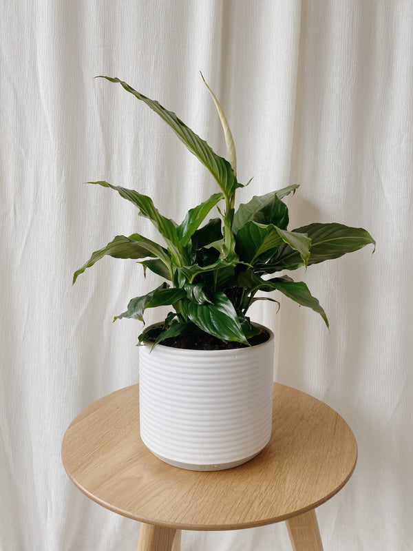 peace lily white pot Potted Peace Lily – Our Little Flower Company