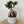 Load image into Gallery viewer, Ginseng Ficus Bonsai Tree in concrete Pot
